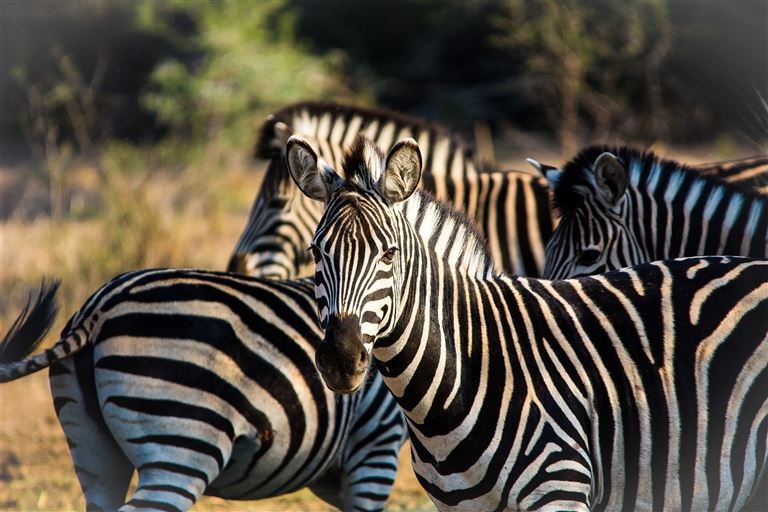 Safari-Abenteuer und Kapstadt-Flair ©Bernhard/adobestock